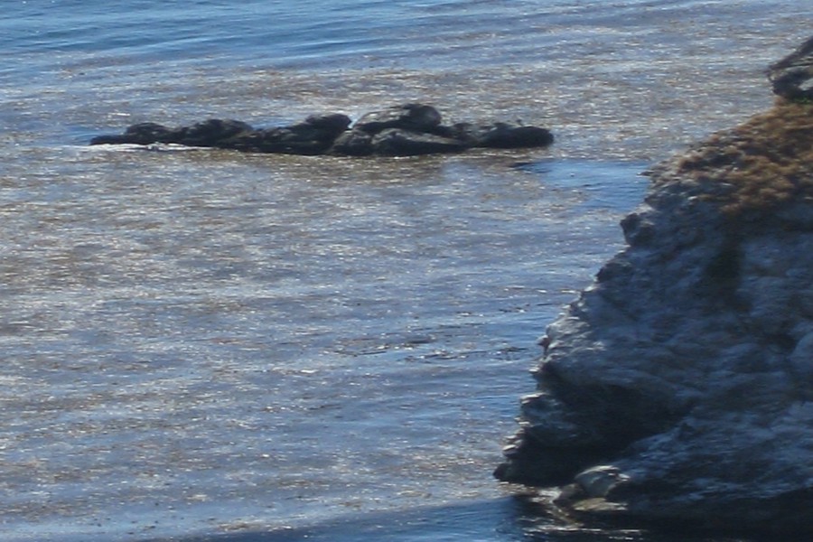 ../image/coast south of big sur sea lions 2.jpg